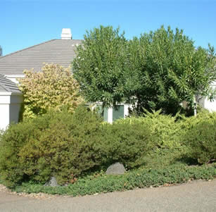 Sacramento Xeriscape